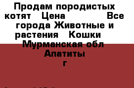 Продам породистых котят › Цена ­ 15 000 - Все города Животные и растения » Кошки   . Мурманская обл.,Апатиты г.